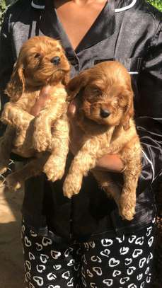 Golden Retriever Puppies Young Healthy Vaccinated image 2