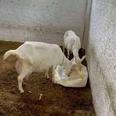 Dairy goats available image 2