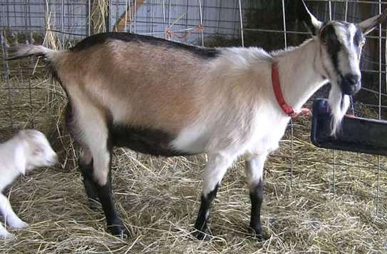 SANEN DAIRY GOATS image 5
