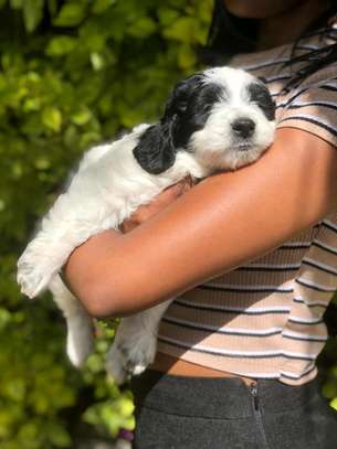Havanese image 3