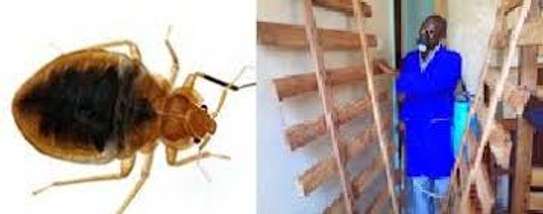 Kikuyu Pest & Fumigation Experts |  Bestcare FM image 8