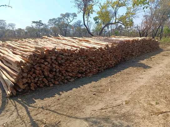 Gum poles for construction ,fencing or landscaping image 3