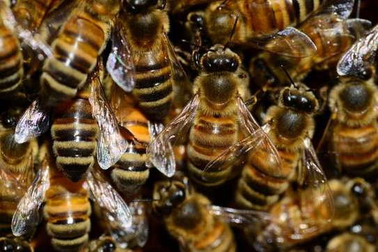 Bee Removal Service |Expert Wasp & Bee Removal | Schedule An Appointment image 12