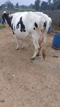 3 Dairy cows image 6