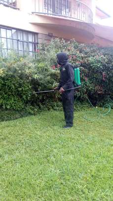 Pest Control and Fumigation Services Juja image 3