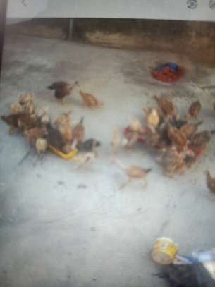 Poultry farming image 3