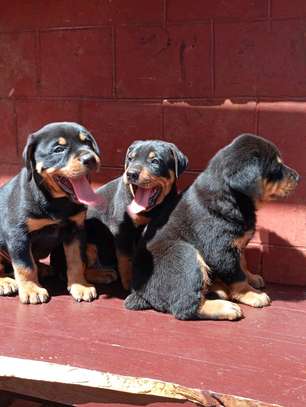 Rottweiler puppies image 2