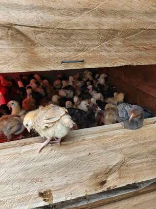 Chicks improved kienyeji image 3