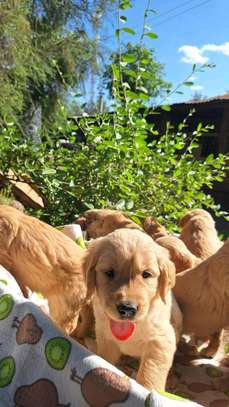 Golden retrievers🐾 image 2