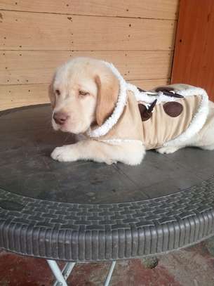 Labrador Retriever puppy image 2
