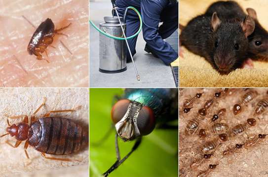 CHEAP Bed Bug Fumigation Services in Kiambu,Thika,Limuru image 12