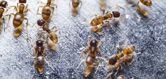 CHEAP Bed Bug Fumigation Services in Kiambu,Thika,Limuru image 14
