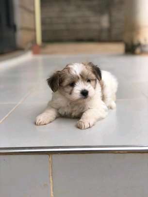 Havanese image 2