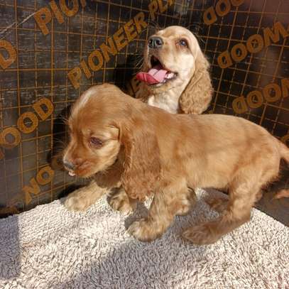 English Cocker spaniel puppy image 4