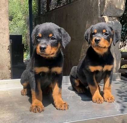 Rottweiler puppy image 2