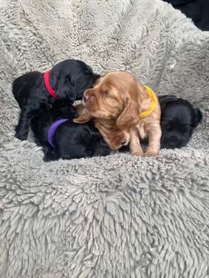 English Cocker Spaniel image 8