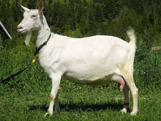 Dairy Goat Brown Milk Producer Healthy Mature image 5