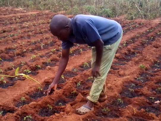 Professional Gardeners for Hire in Thika Town | Call Now image 6