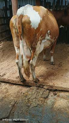 Ashley dairy cow image 3