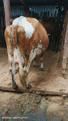 Ashley dairy cow image 6