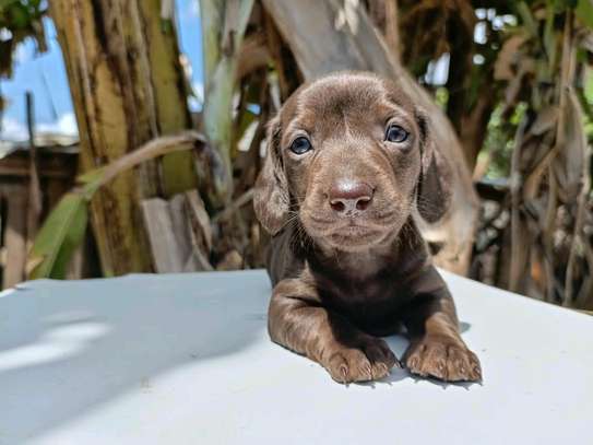 Miniature dachshund image 4