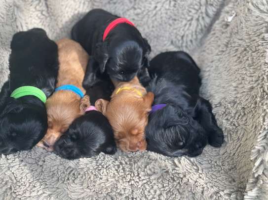English Cocker Spaniel image 6