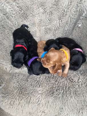 English Cocker Spaniel image 2