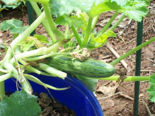 Professional Gardeners for Hire in Thika Town | Call Now image 8