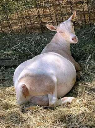 SANEN DAIRY GOATS image 4