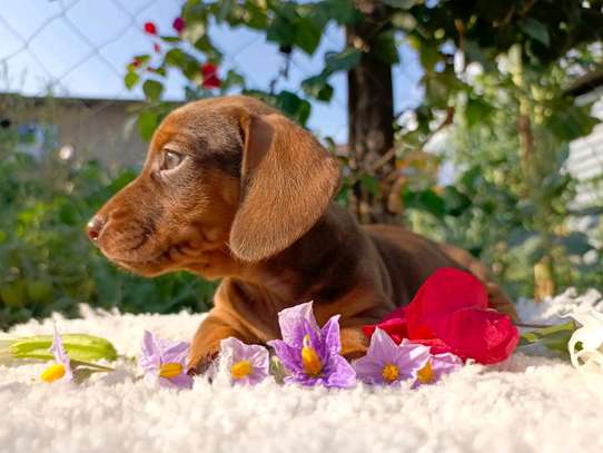 Miniature Dachshunds image 2