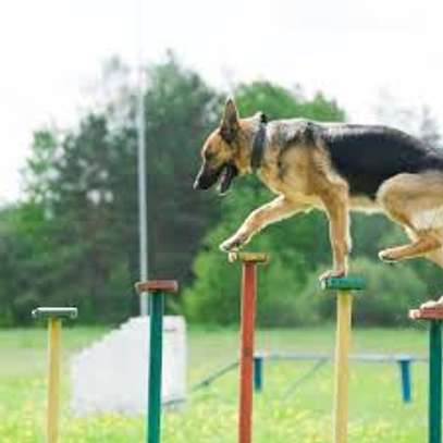 Best Dog Grooming In Nairobi - Pet Services image 15