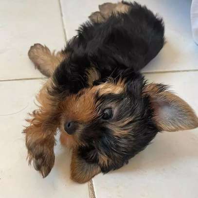 Teacup Yorkie puppies for adoption image 1