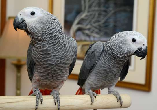 African Grey Parrots for Sale - Bird Breeders image 1