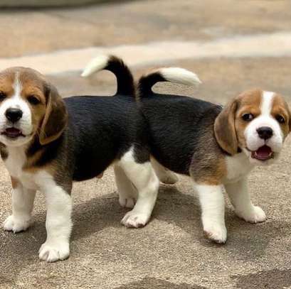 beagle puppie image 1
