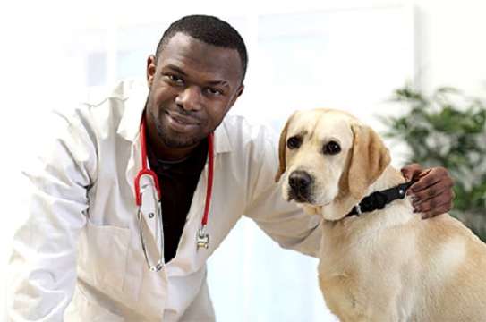 Professional Dog Training -Dog & Puppy Trainers In Nairobi image 1