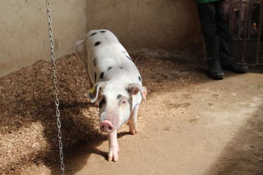 Healthy Pigs Available - Siaya image 7