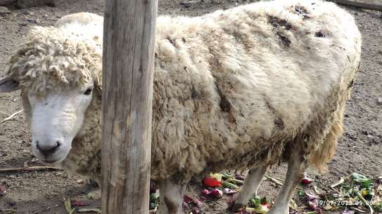 🐑🍖 PREMIUM HEAVYWEIGHT SHEEP FOR MEAT & WOOL 🍖🐑 image 3