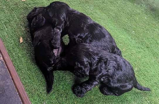Irresistible Chocolate and Golden Cocker Spaniel Puppies image 8