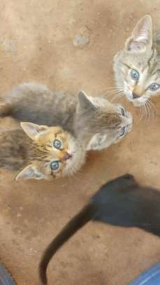 1-3 month old kittens ready for rehoming image 3