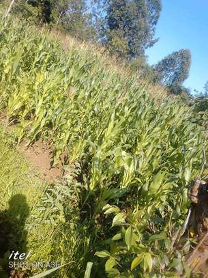 Maize for silage at Muranga kabati image 2