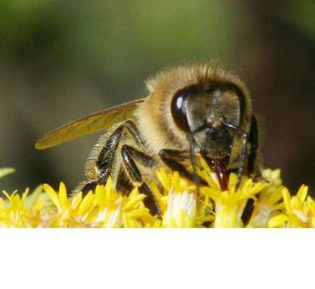 Expert Bee Removal Service /Safe Bee removal by the experts.Call Now ! image 14