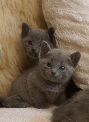 Russian Blue Kittens image 2