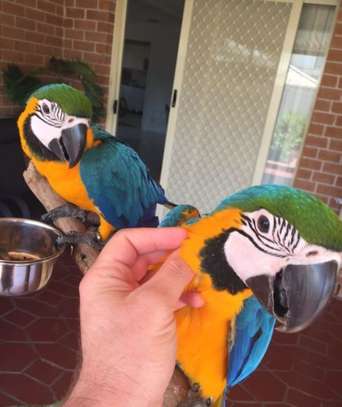 Blue & Gold Baby Macaws For Sale. image 1