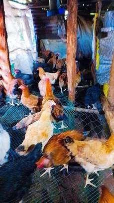 Farm-Raised Chickens for Fresh Eggs & Quality Meat image 3