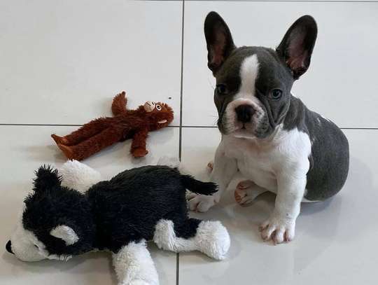 Purebred French Bulldog puppies for sale cheap image 1