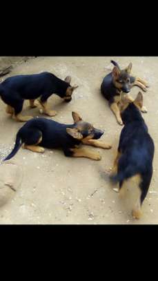 Dogs image 1