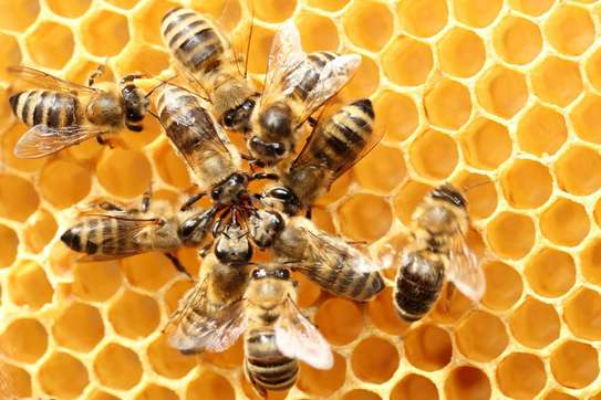 24 HR Killer bee removal/Beehive removal/Honey bee removal/Wasp removal & pest control services. image 13