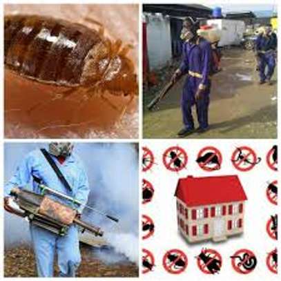 Bed Bugs Fumigation Kitisuru,Lavington,Gigiri,Runda/Zambezi image 1