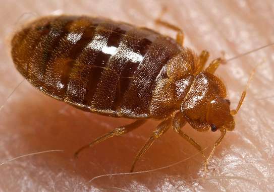 Effective Bed Bug control | We Get Rid of Your Bed Bugs image 3