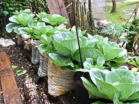 Best House Cleaning, Home Cleaning in Nairobi | Gardening Services | Mattress Cleaning | Window Cleaning | Carpet and Upholstery Cleaning | Rubbish Removal |Domestic Workers | Professional House Cleaners & Nannies.Call now       image 6